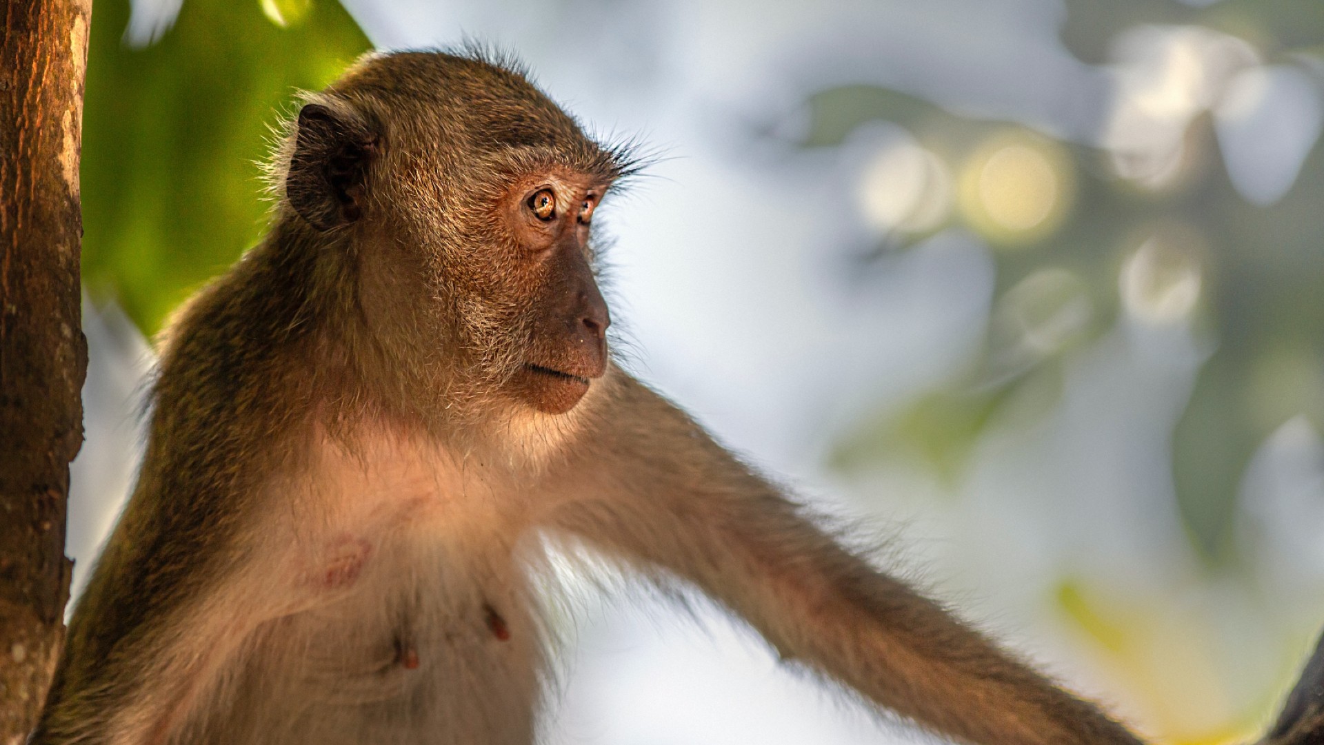 A macaque sitting in a tree