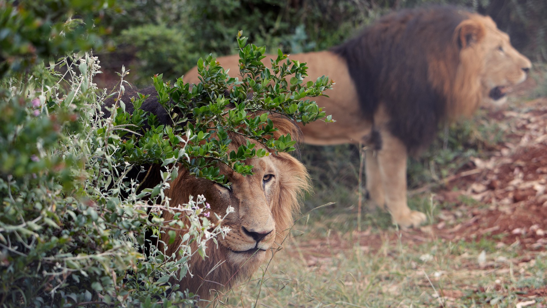 Two black-maned lions standing in the shrubland