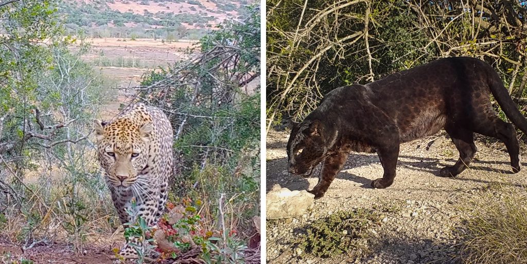 Two images side by side of Zeiss the leopard and Mowgli the black leopard at Shamwari 