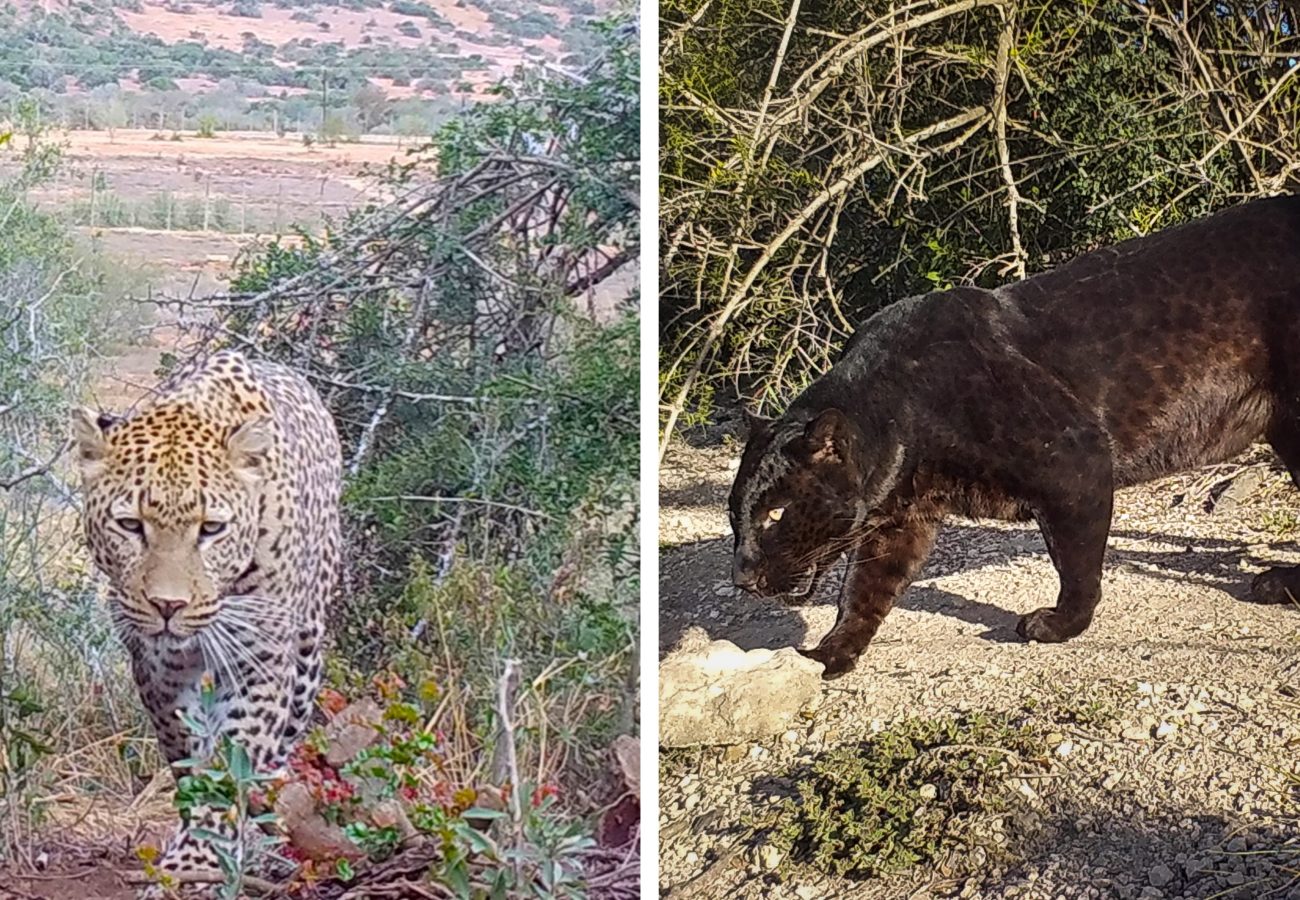 Two images side by side of Zeiss the leopard and Mowgli the black leopard at Shamwari