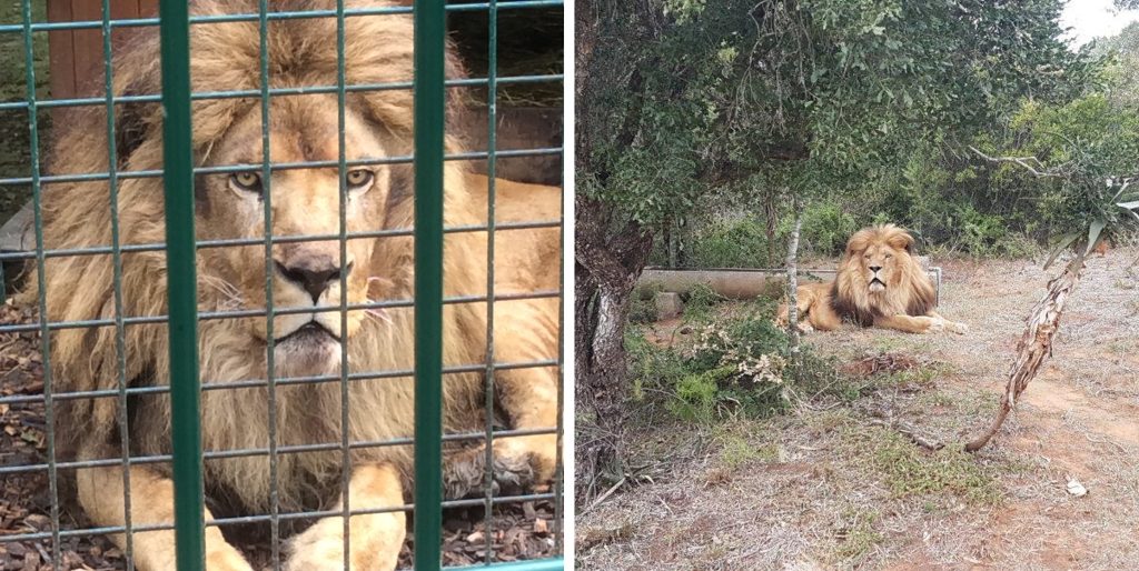 Two images of a lion side by side - one in a cage and one at a sanctuary