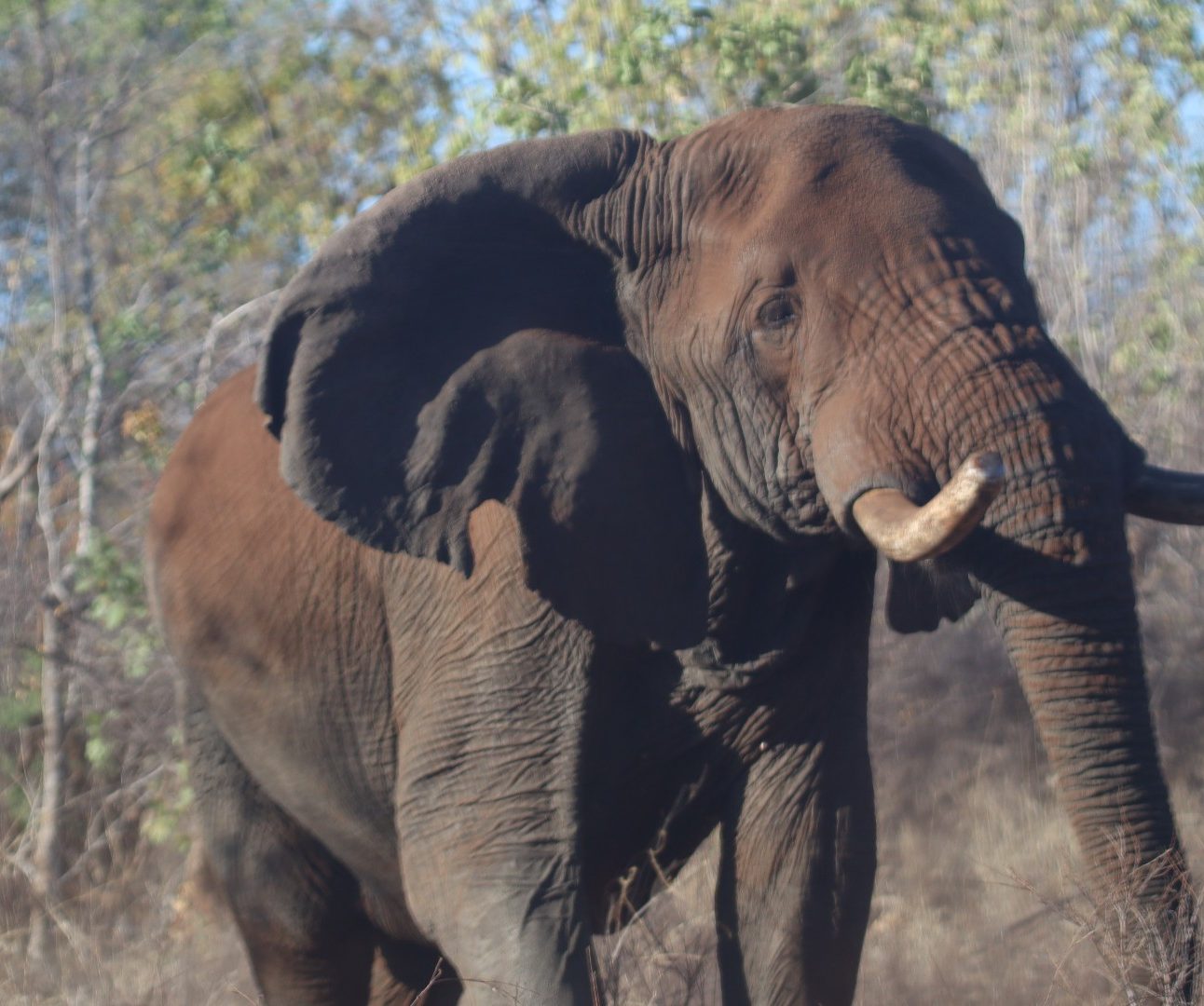 A large male elephant in the wild