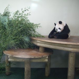 A giant panda sitting on a table behind a glass zoo enclosure