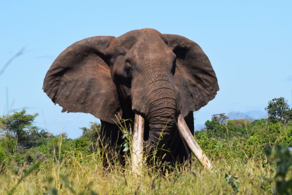 A wild elephant