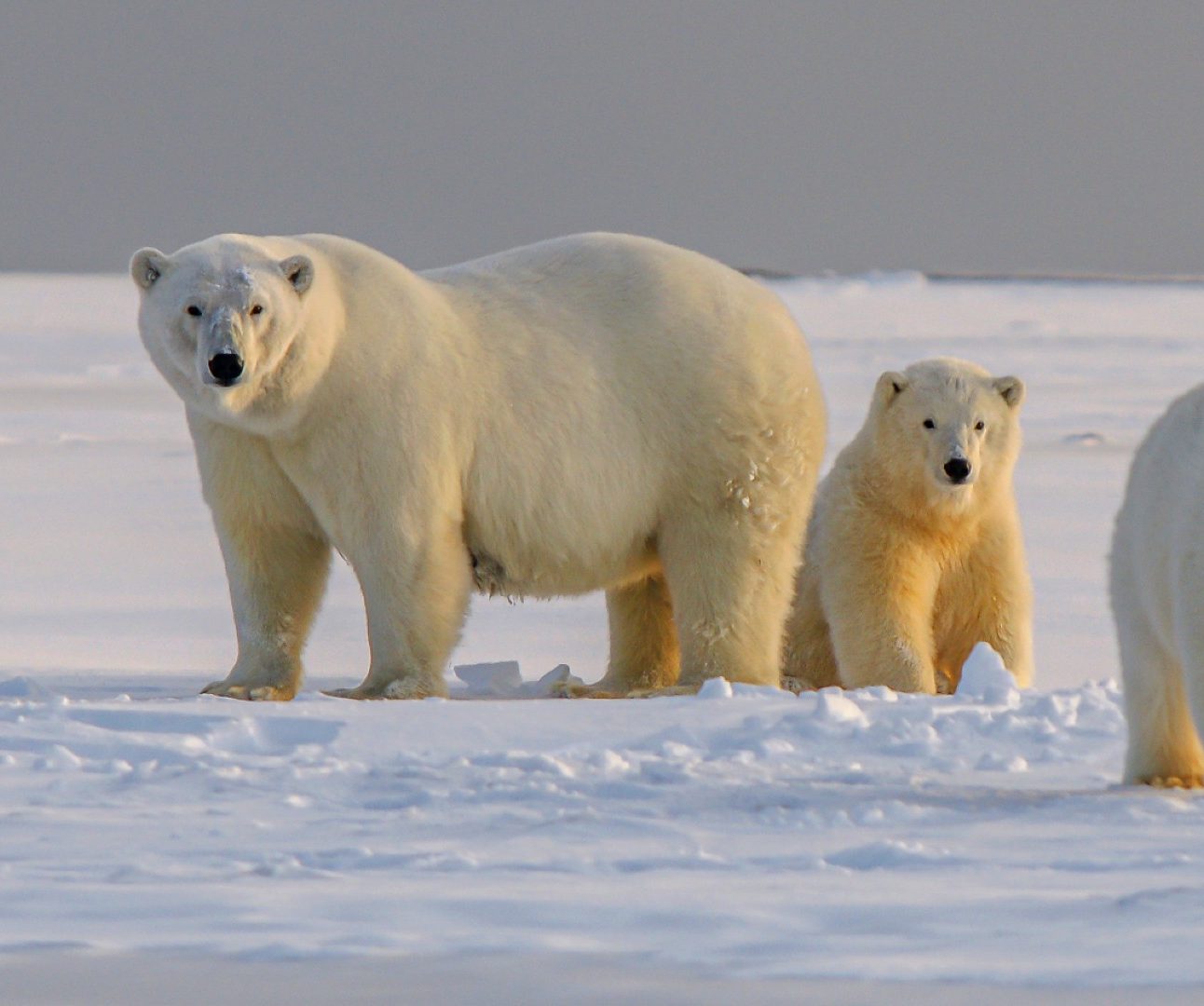 A group of three polar bears on the ice