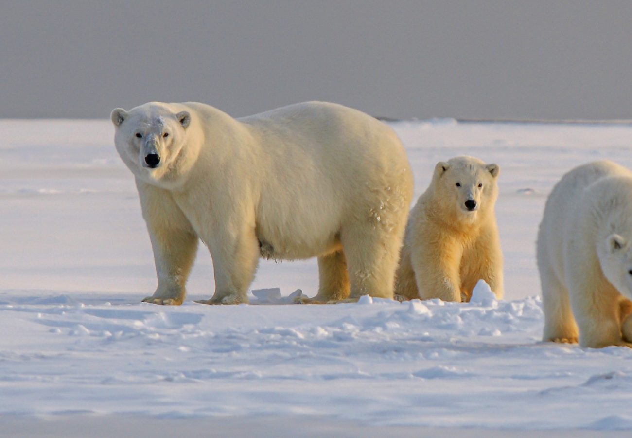 A group of three polar bears on the ice