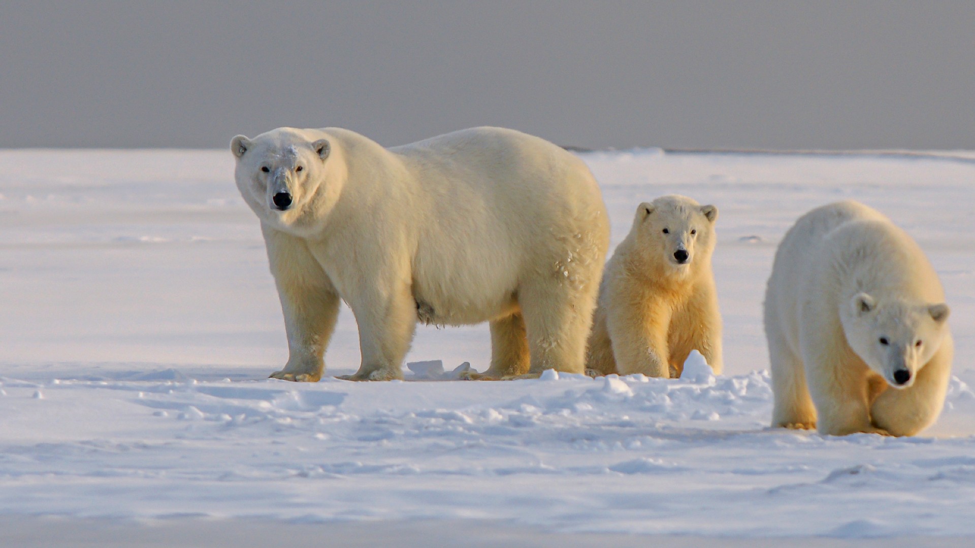 A group of three polar bears on the ice