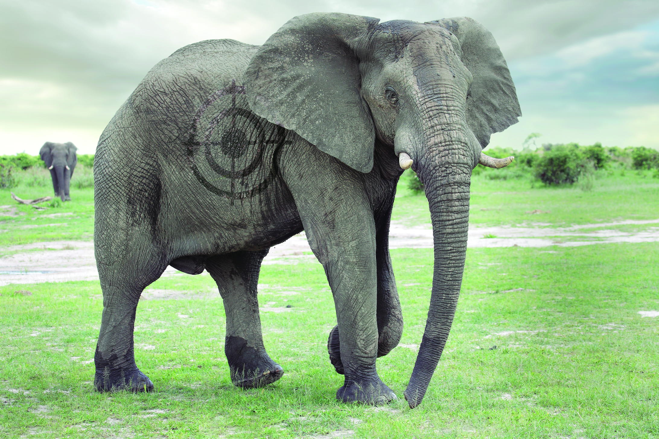 An image of an elephant with a target projected onto its side