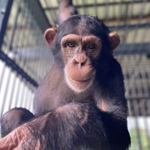 A young chimpanzee at a sanctuary