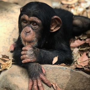 A tiny baby chimpanzee lying on his front sucking his thumb