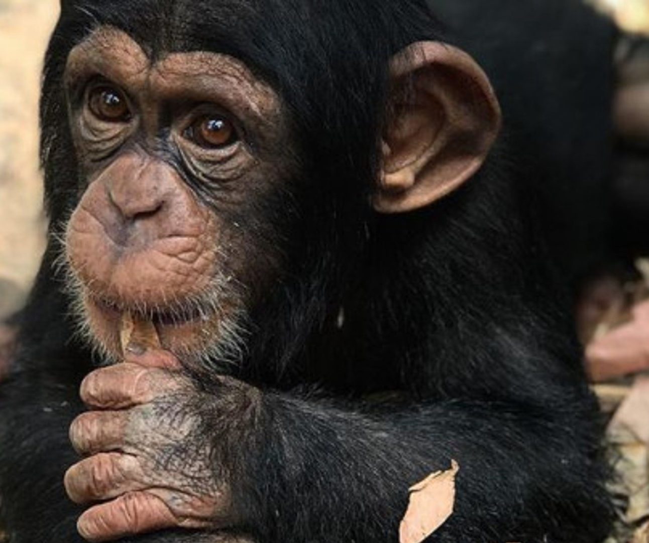 A tiny baby chimpanzee with his thumb in his mouth