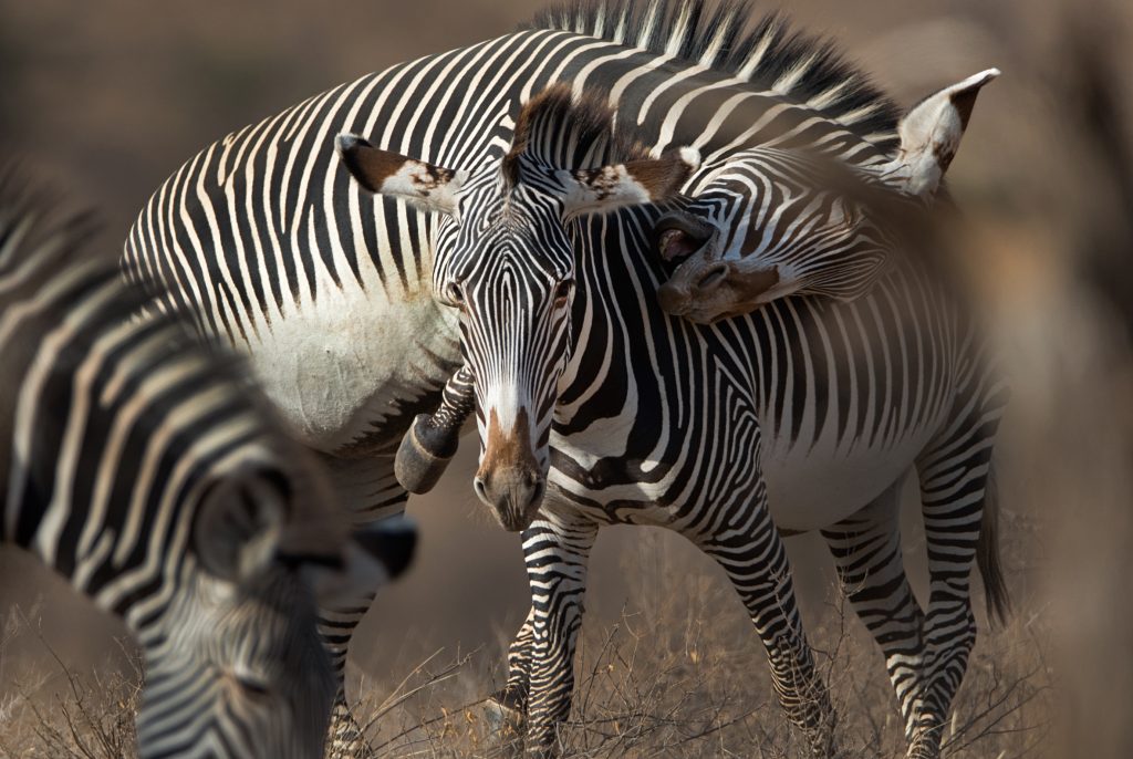 Everything you need to know about zebras Born Free