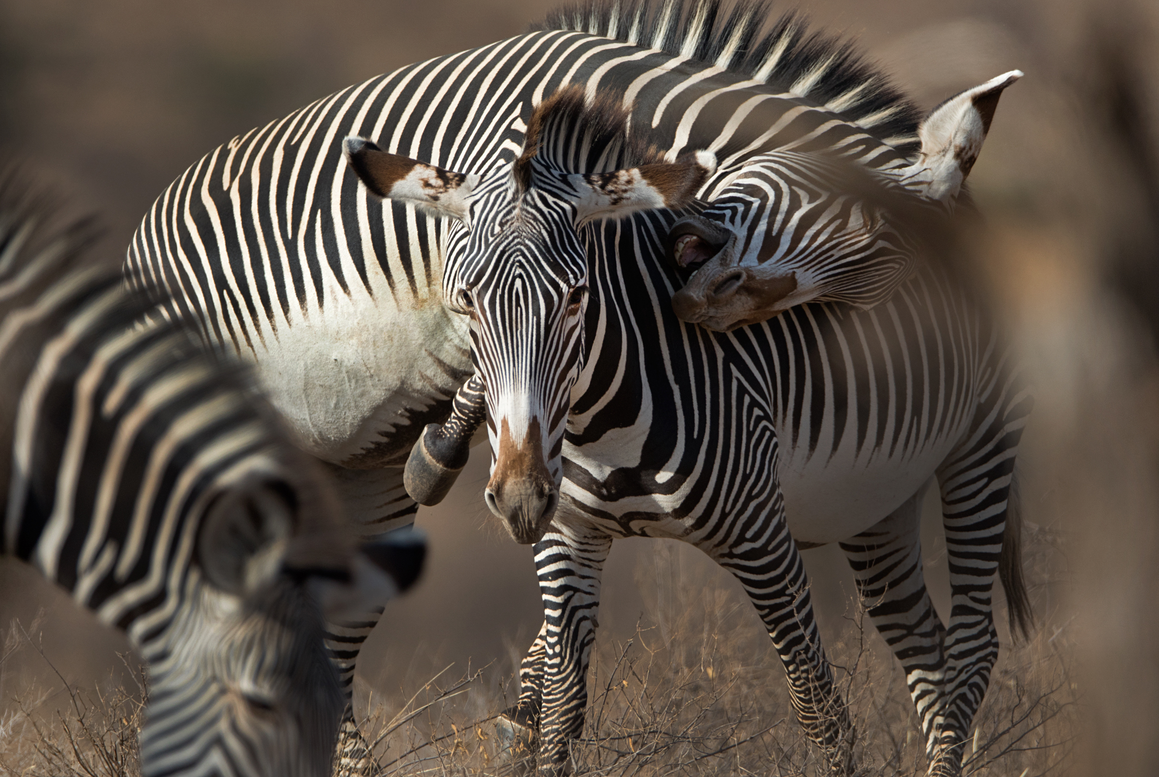 Two zebras fighting