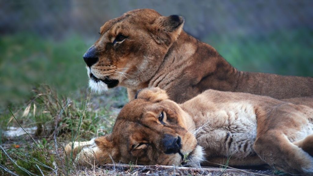 Two lionesses lying next to each other