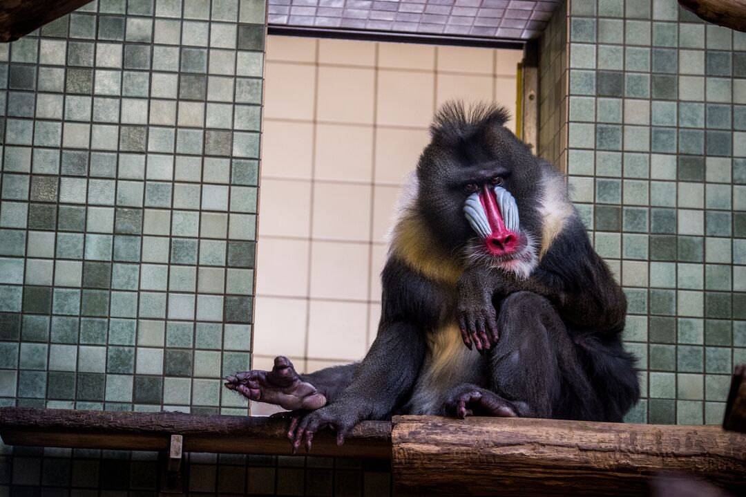 A baboon sitting in a zoo enclosure.