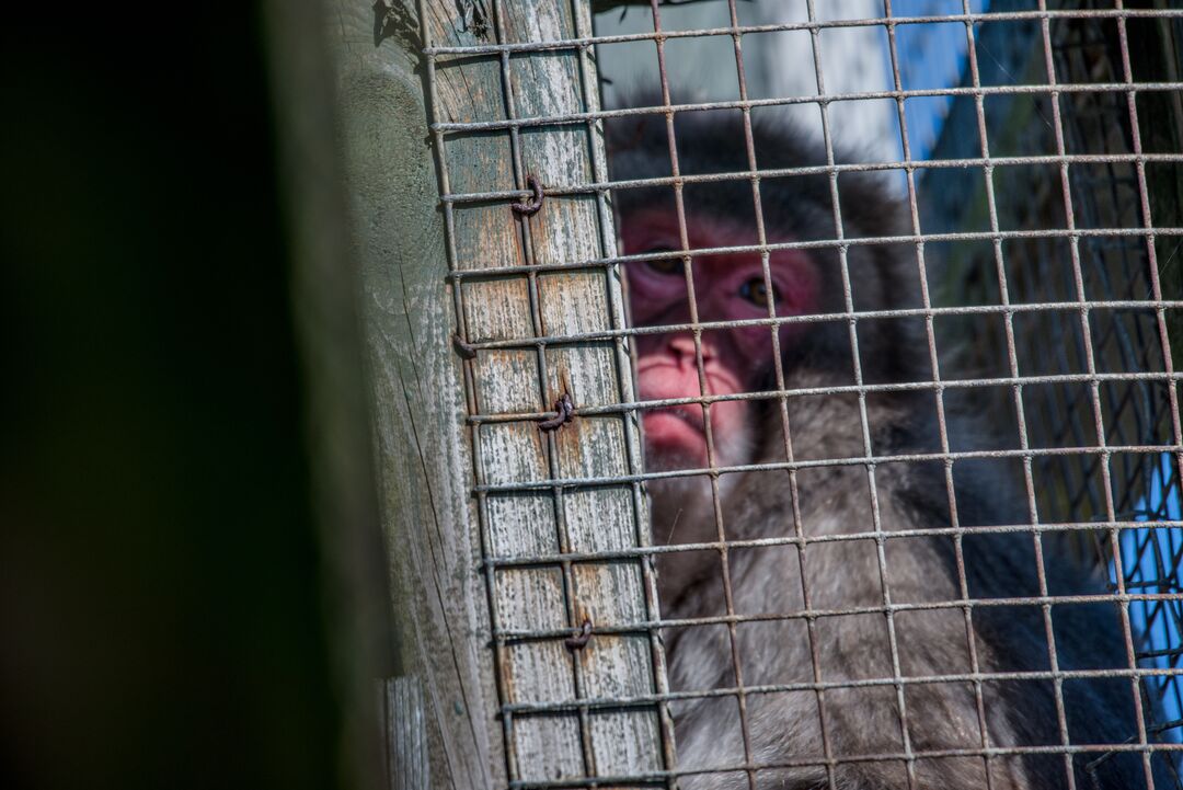 A baboon in a cage