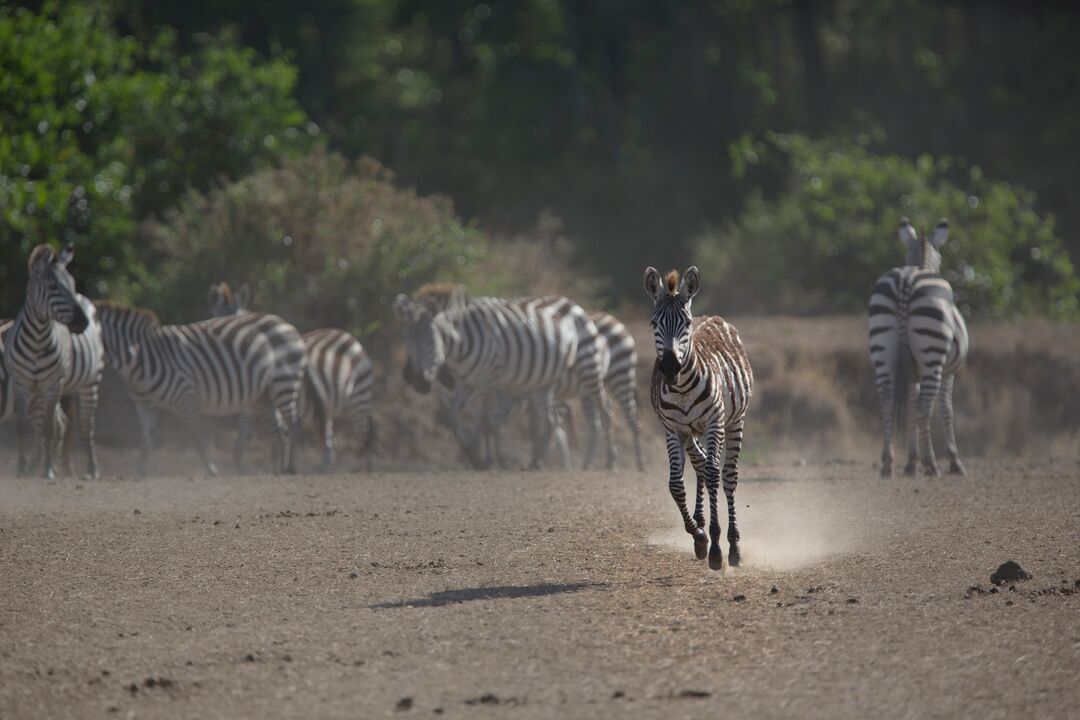 A young zebra running away from its herd