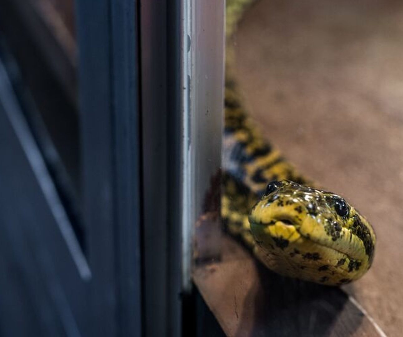 A yellow snake in a glass case