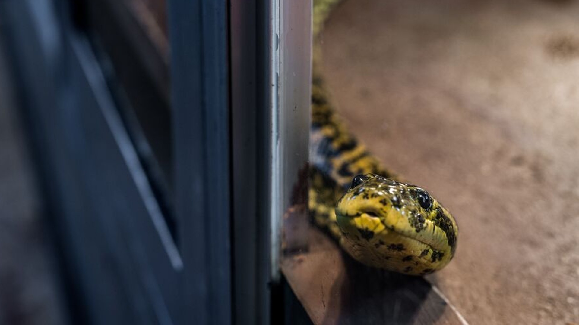A yellow snake in a glass case