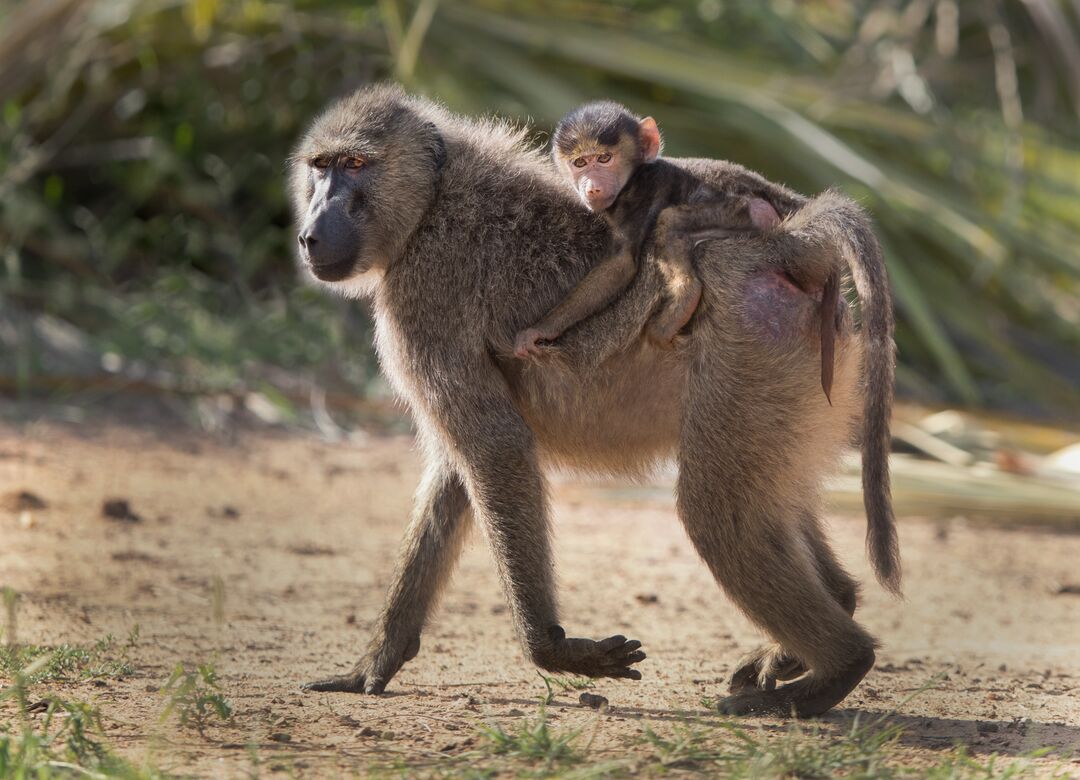 A mother baboon with a baby on her back
