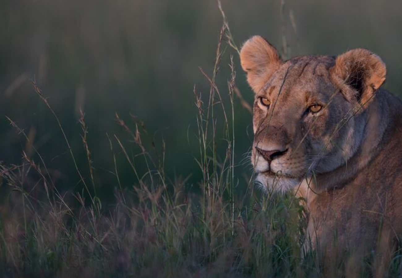 A wild lioness lying in the long grass