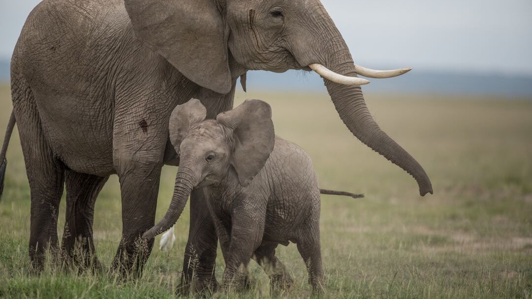 A young elephant calf leans in towards its mother for protection