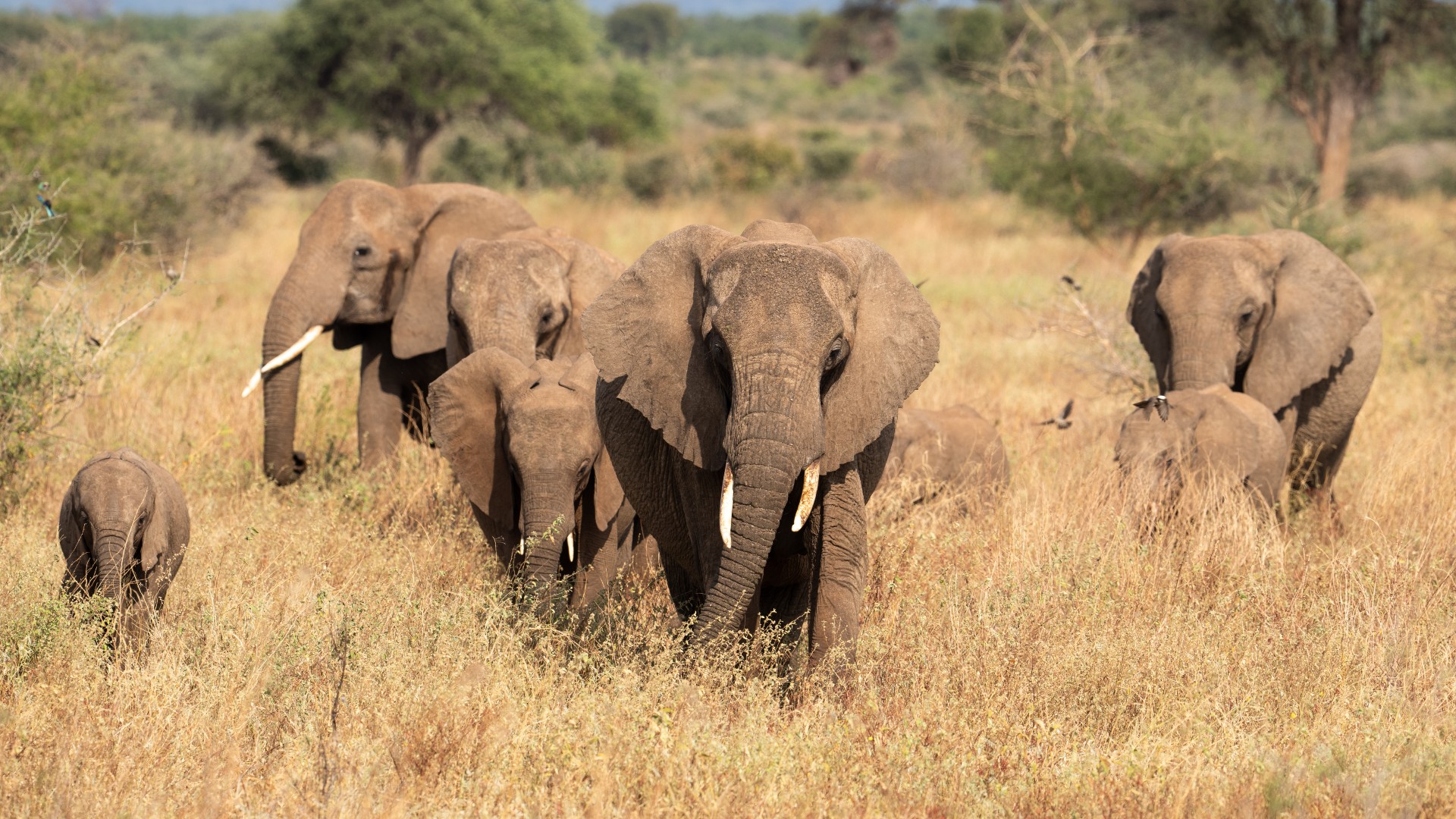A herd of wild elephants walking through long grass