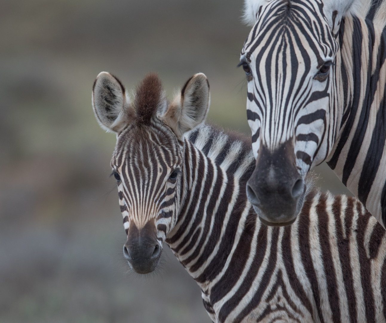 Two wild zebras looking directly into the camera