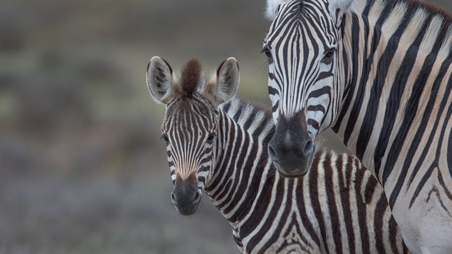 Two wild zebras looking directly into the camera