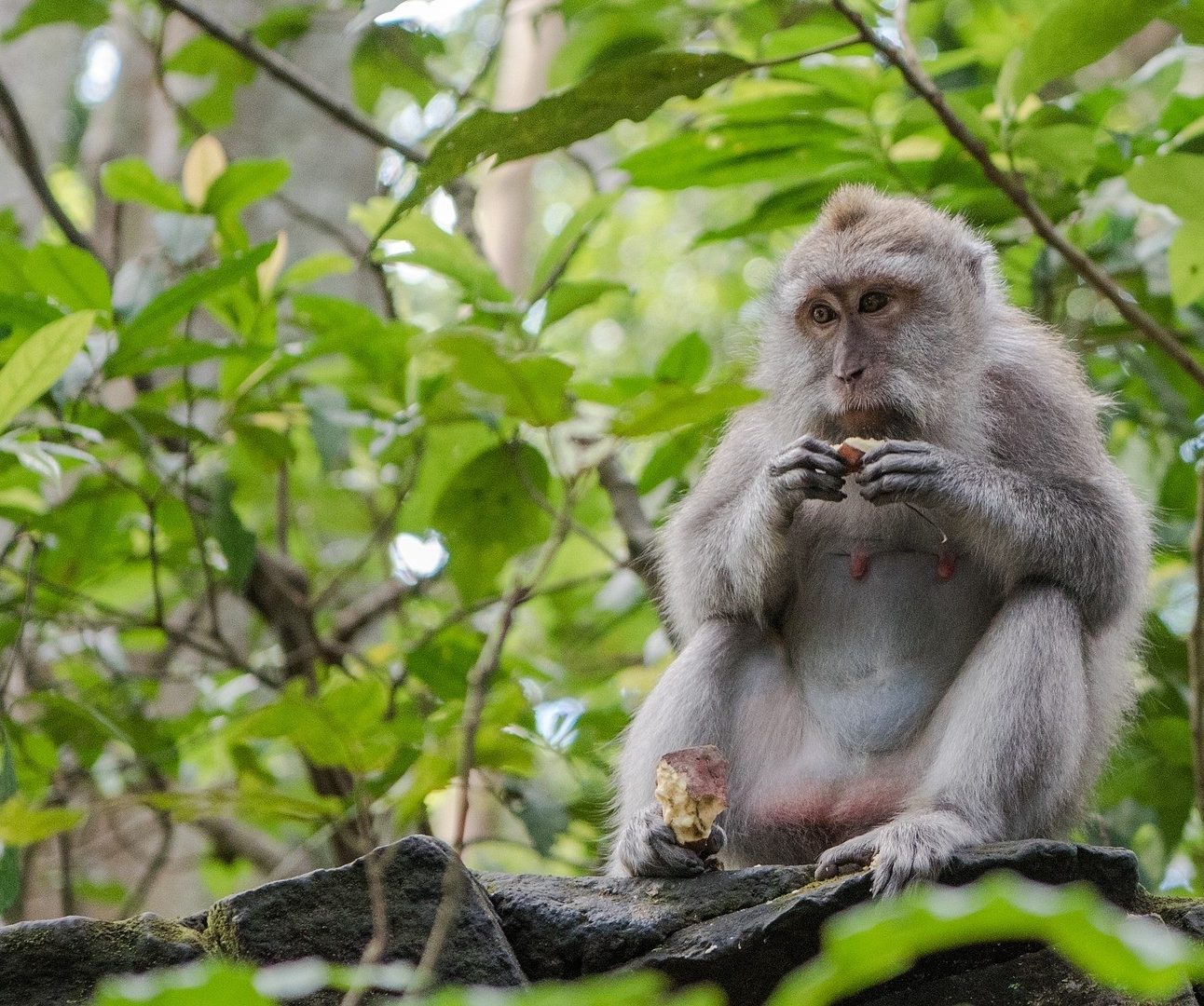 A macaque monkey sitting in a tree, eating fruit
