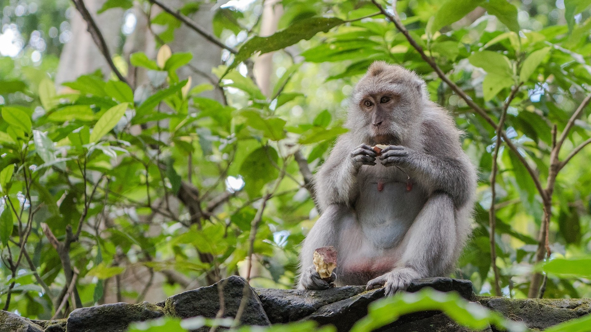 A macaque monkey sitting in a tree, eating fruit