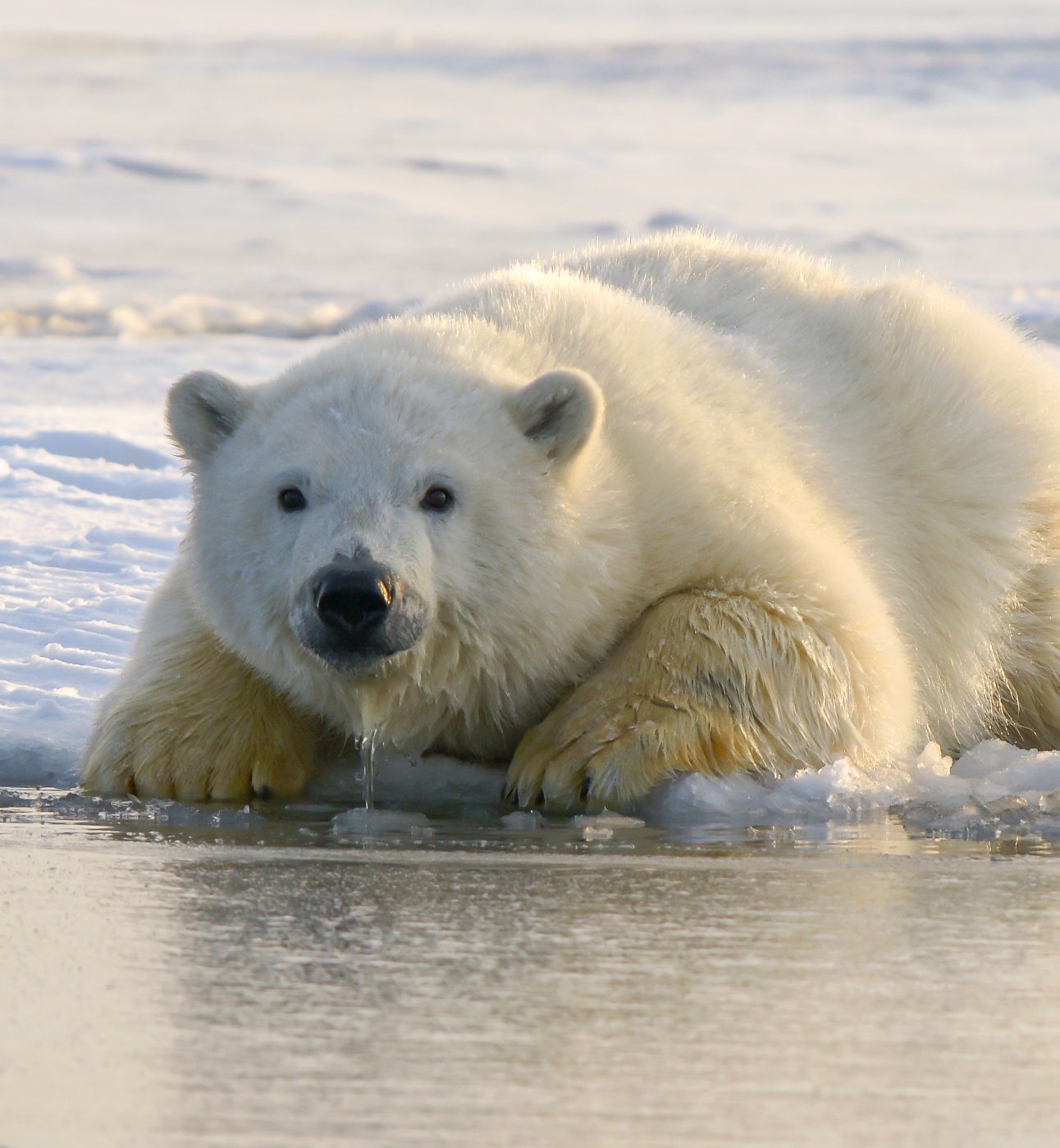 A polar bear lying on the ice with its paws in the water