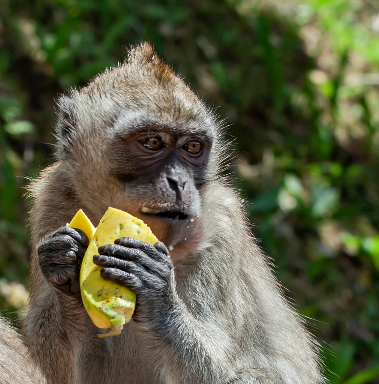 A long-tailed macaque eating a yellow fruit