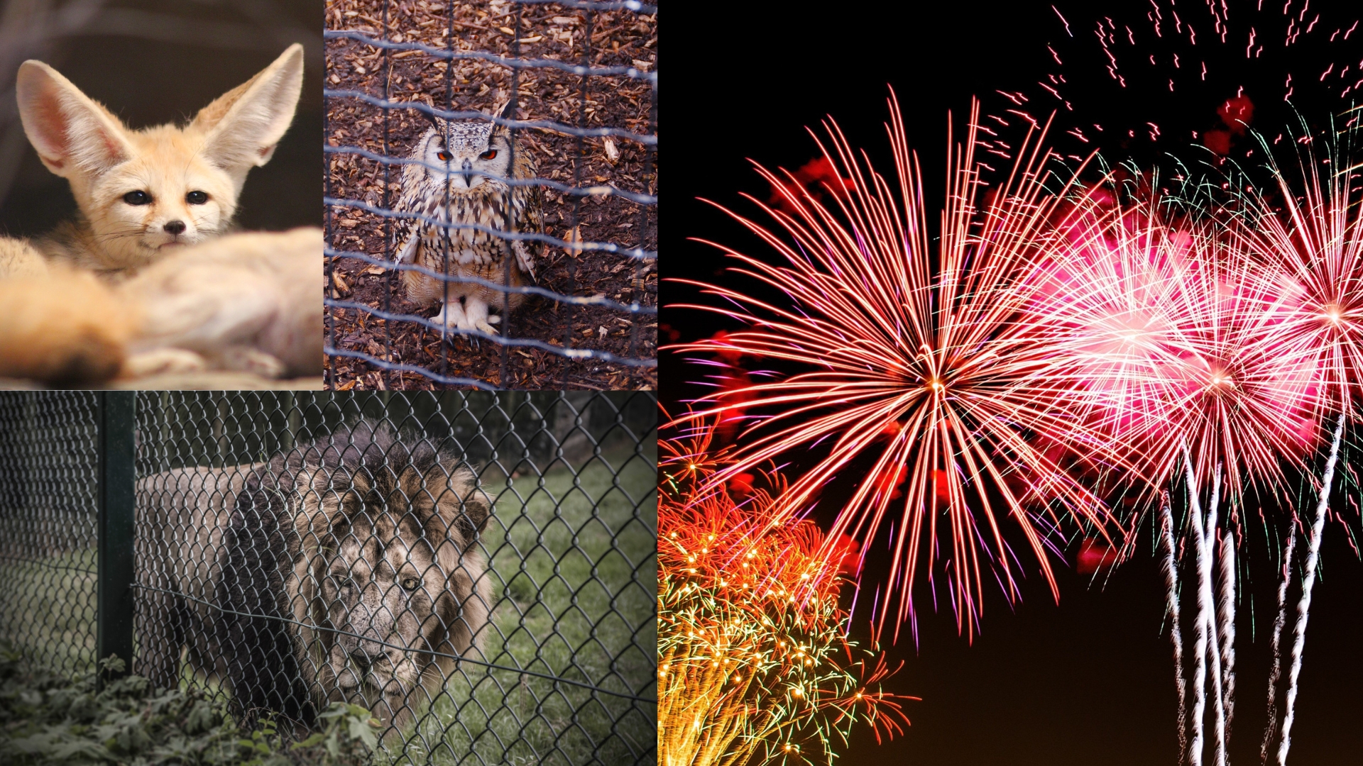 A montage of photographs showing fireworks and animals in captivity