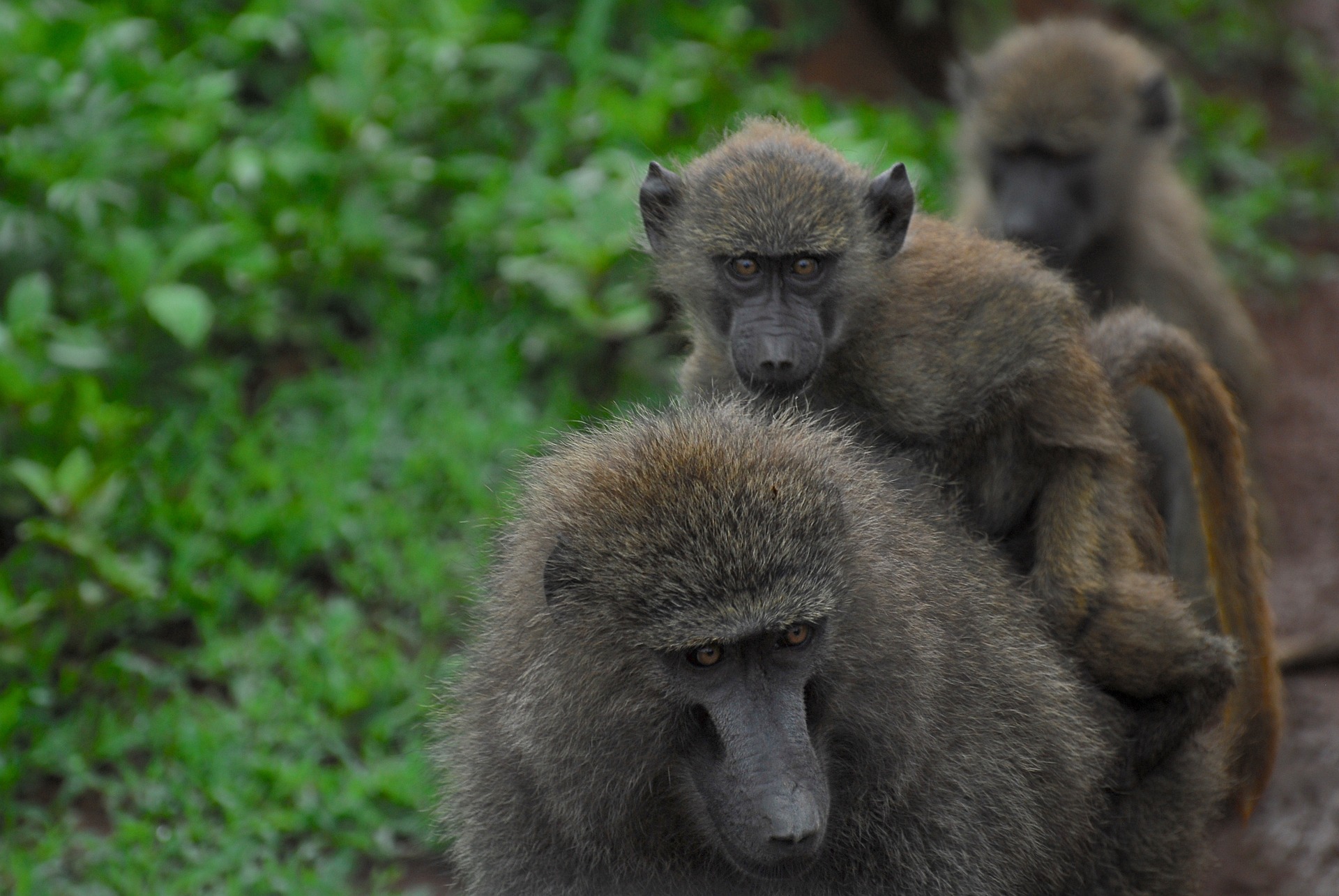 A group of three baboons in the wild