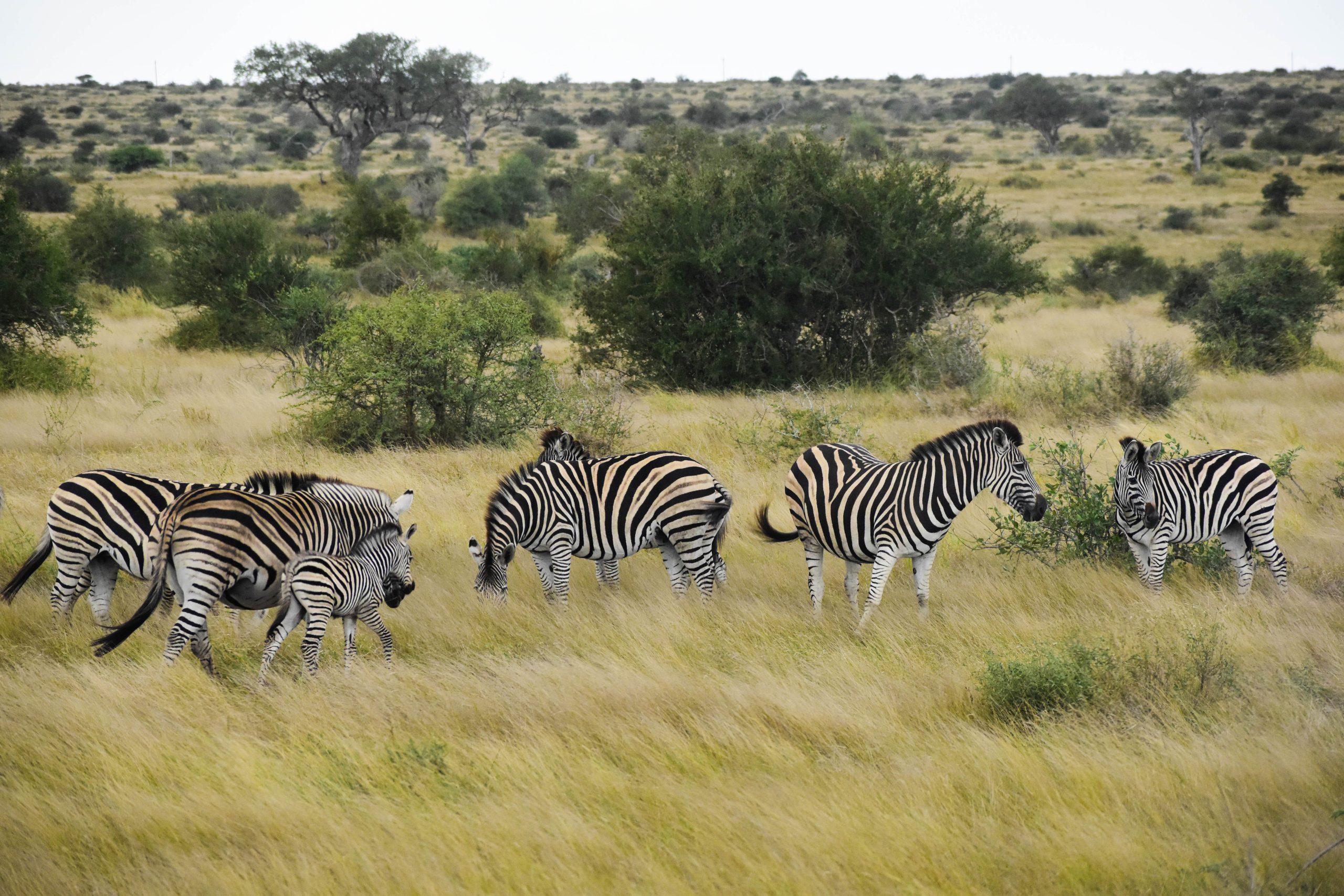 A group of zebra grazing in grassland