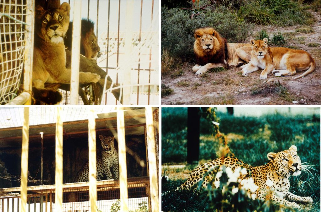 Before and after rescue photos of two lions and a leopard