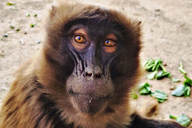 A close-up image of a gelada monkey