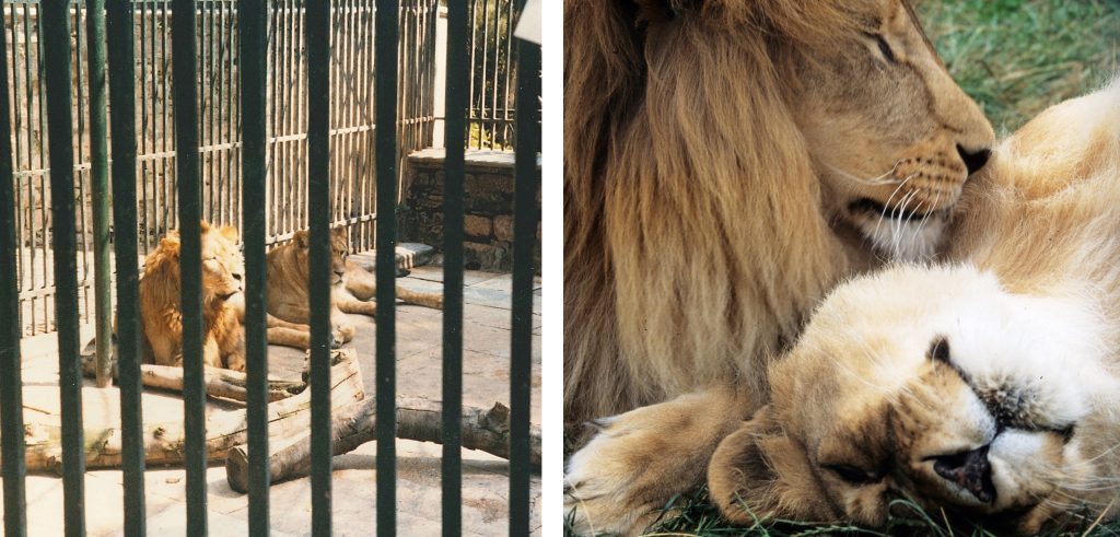 Left: two lions in a concrete cage. Right: Two lions snuggling together