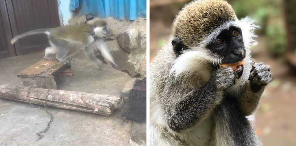 Left: A grivet monkey chained up in a glass cage. Right: A grivet monkey eating fruit
