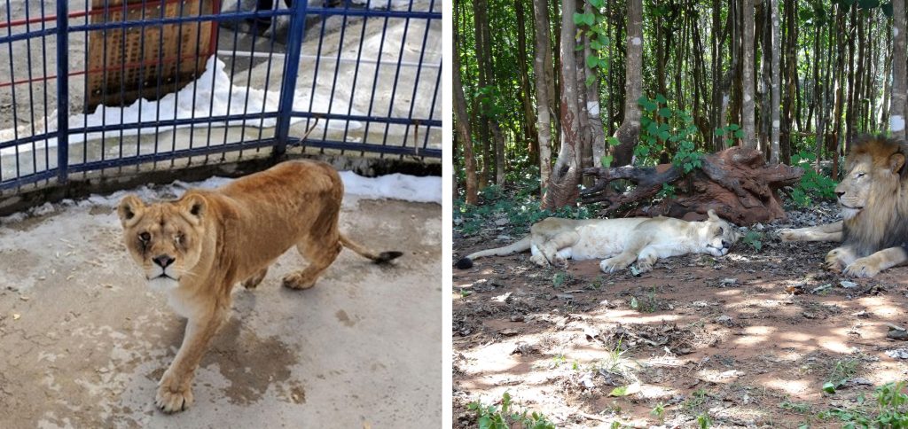 Two pictures of Bella the lioness - on the left, at a zoo and on the right at a sanctuary, relaxing with a companion