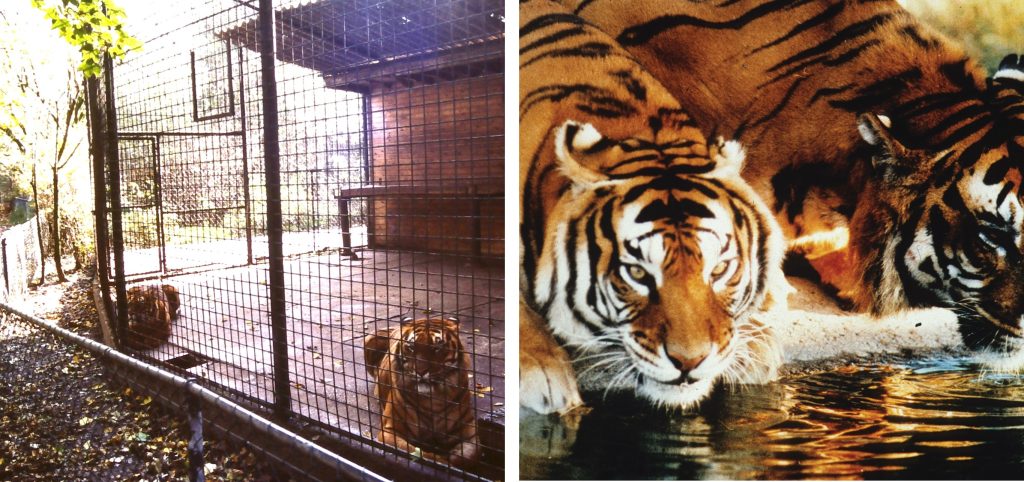 Left: Two tigers in a cage. Right: Two tigers drinking from a stream