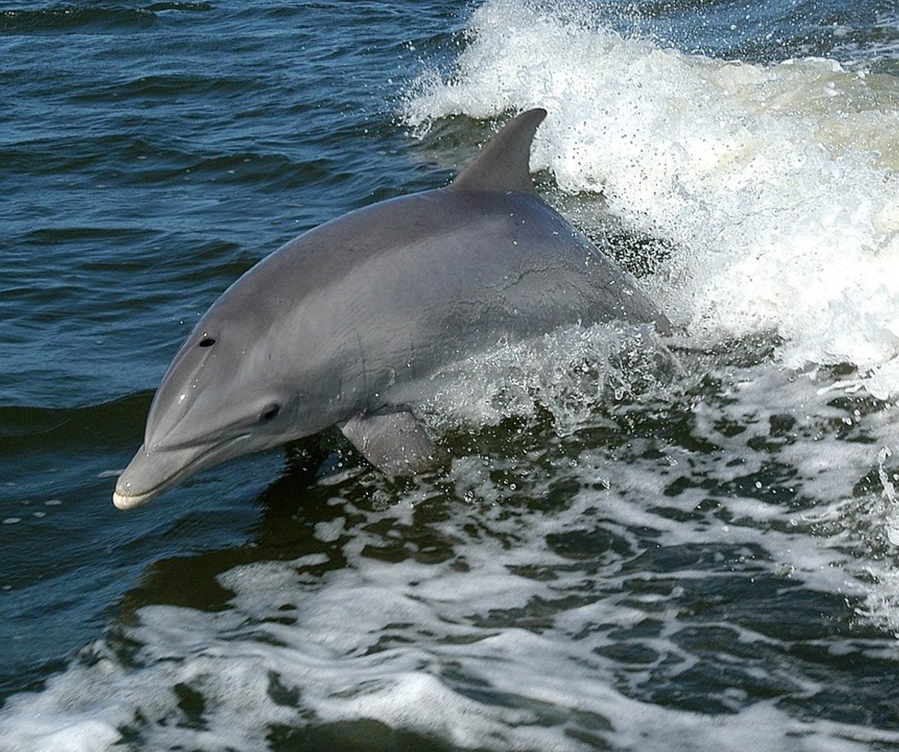 A bottlenose dolphin swimming in the sea