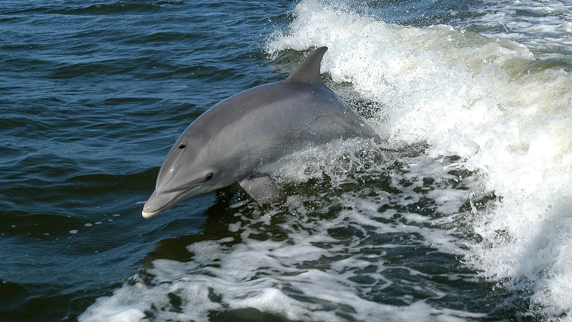 A bottlenose dolphin swimming in the sea