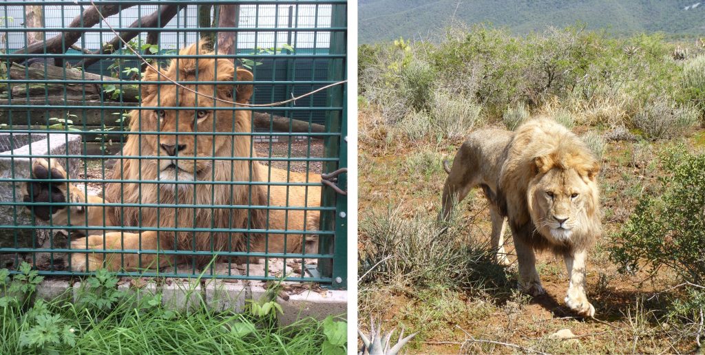 Left: a lion in a cage, Right: A lion running through long grass