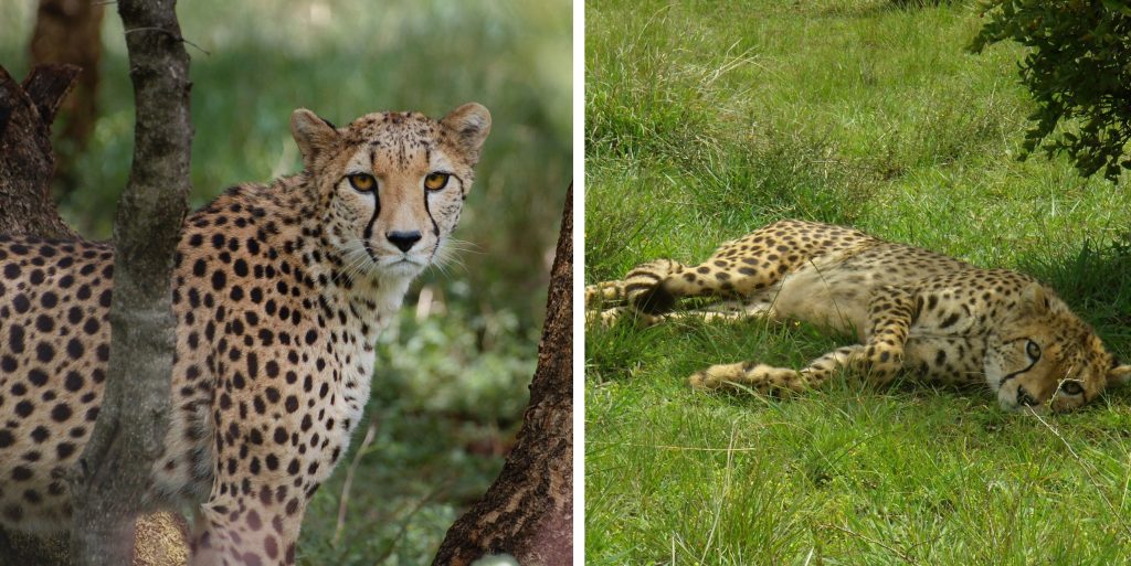 Images of two cheetahs relaxing in the grass