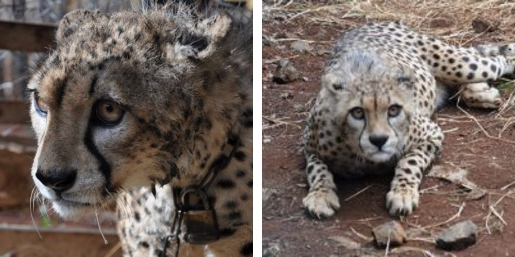 Left: A cheetah with a thick chain around its neck. Right: Dima the cheetah at our sanctuary
