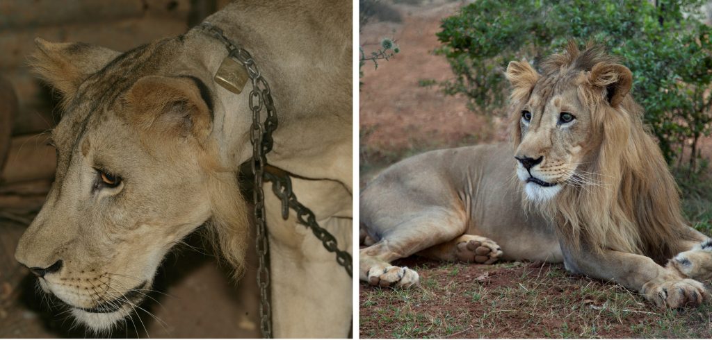 Left: A lion with a chain around its neck. Right: A lion lying in the grass