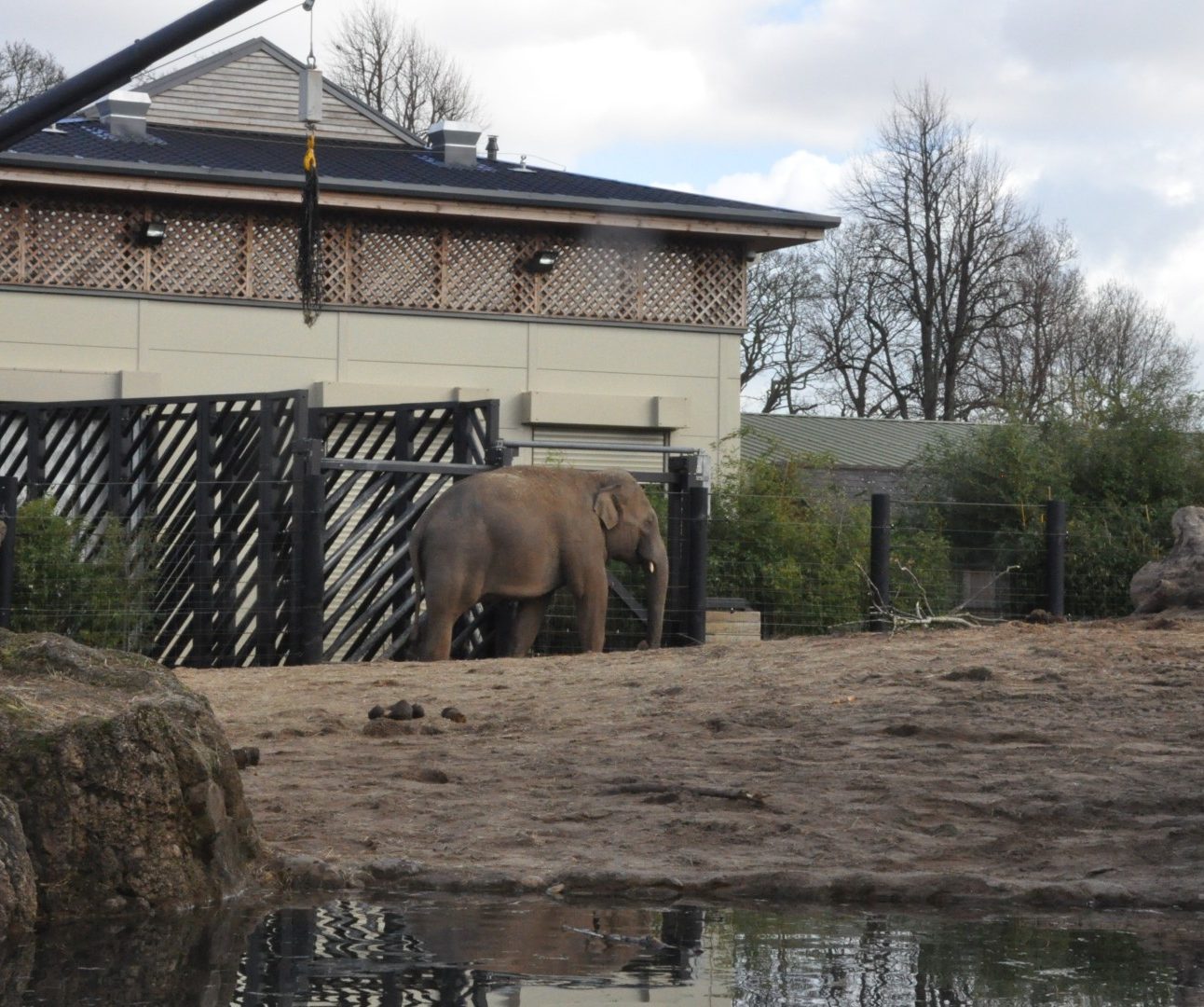An elephant standing in a zoo enclosure