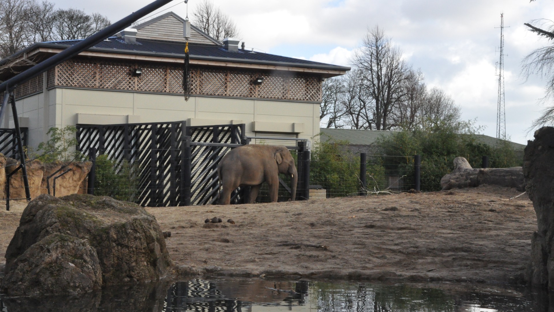 An elephant standing in a zoo enclosure